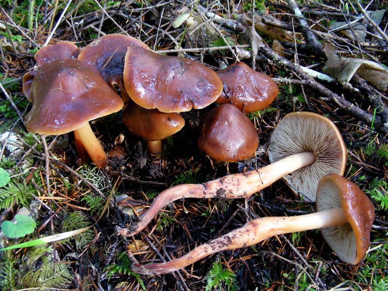 Phaeocollybia sipei
